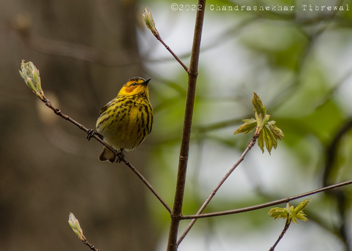 Cape May Warbler - ML445901681