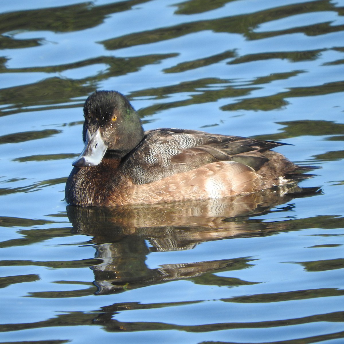 Greater Scaup - ML44590711