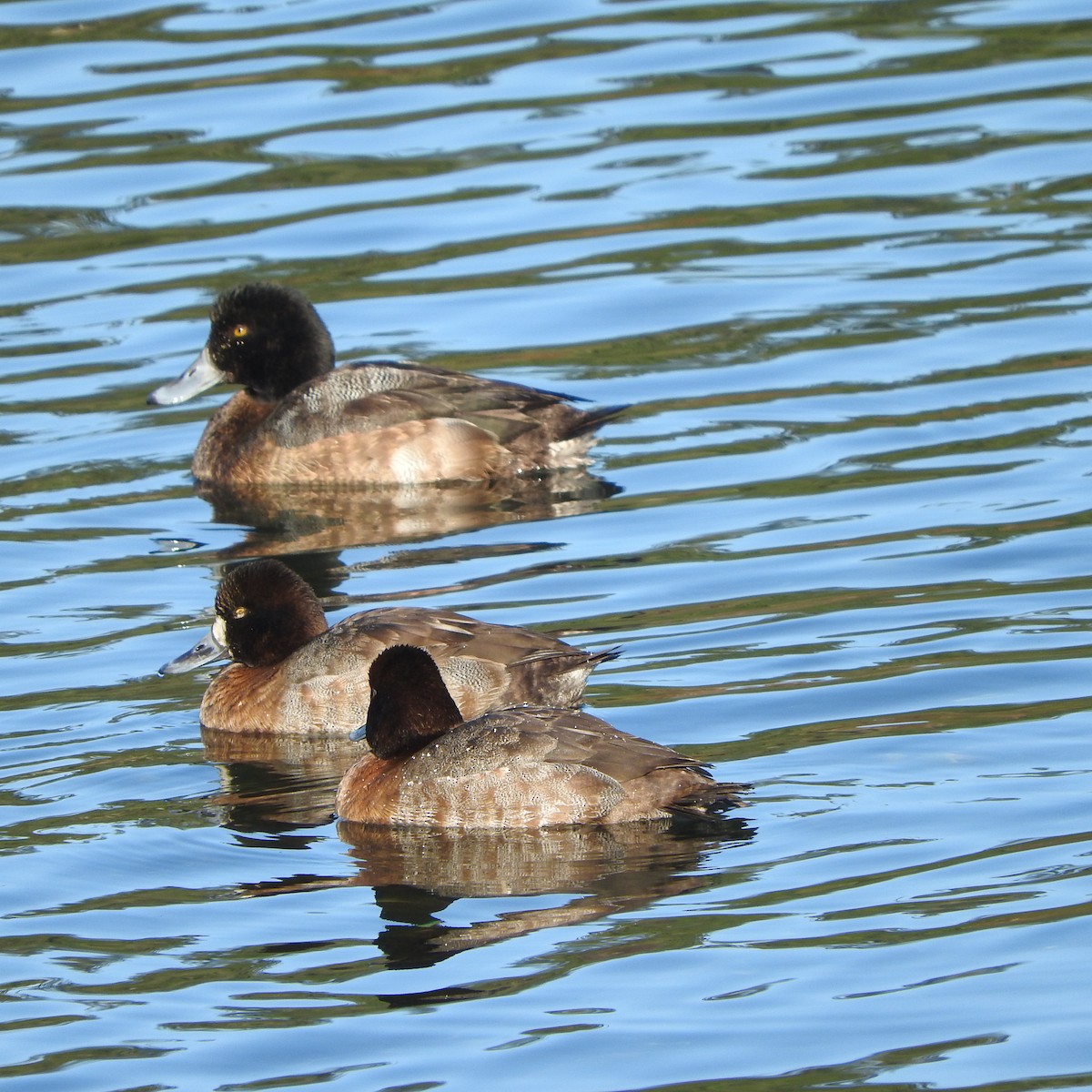 Greater Scaup - ML44590721