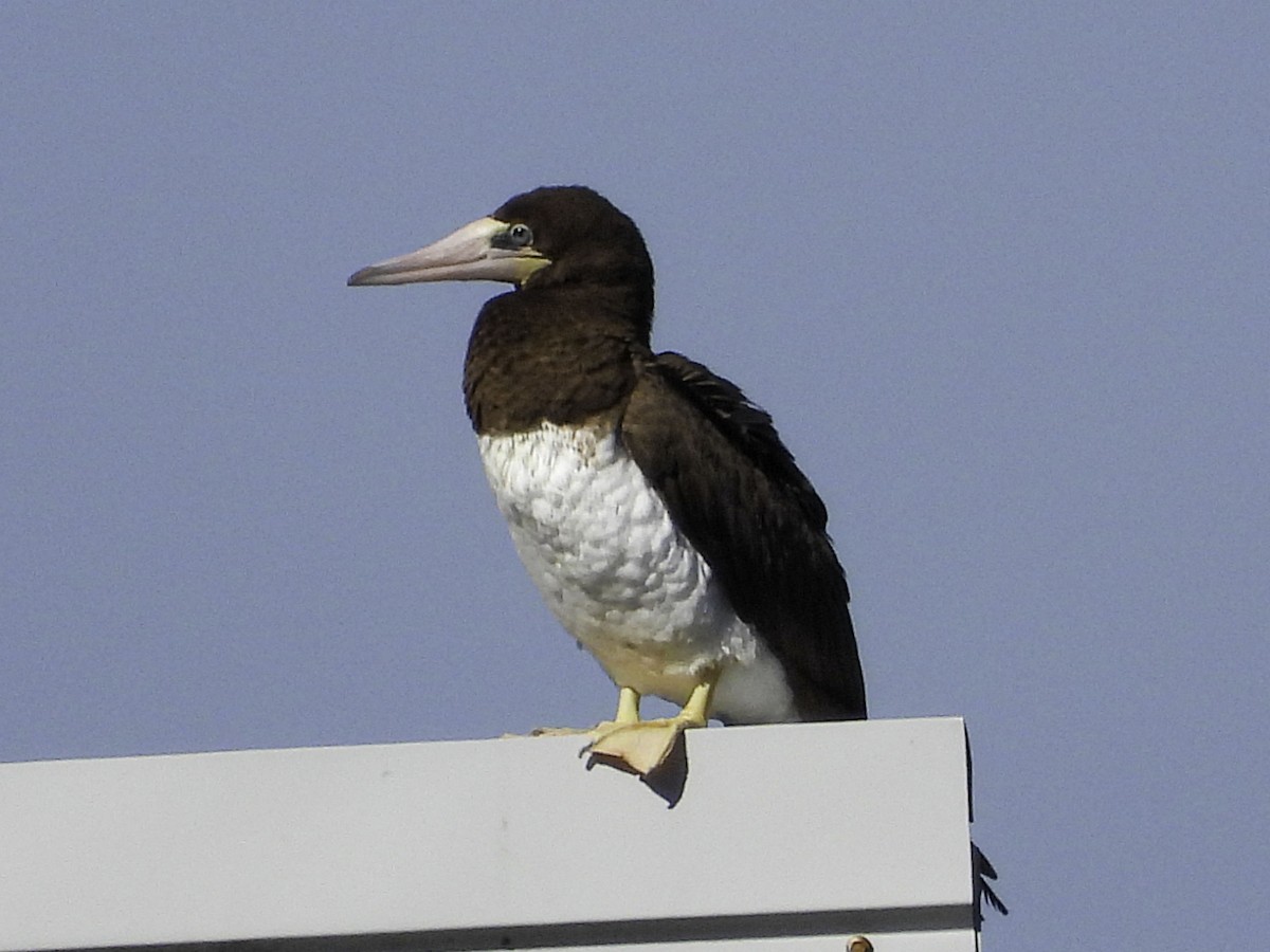 Brown Booby - ML445909491