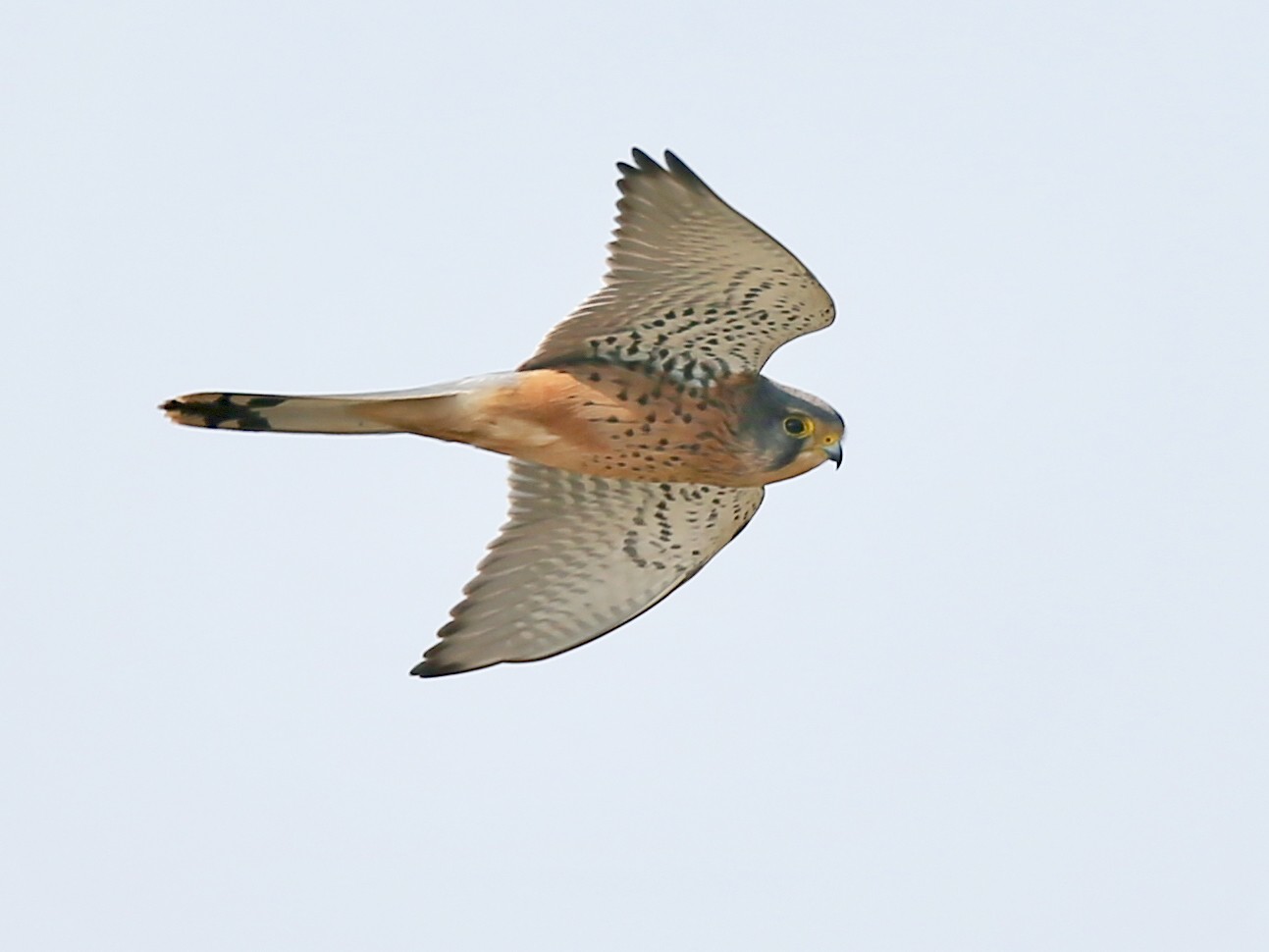 Eurasian Kestrel - Ting-Wei (廷維) HUNG (洪)