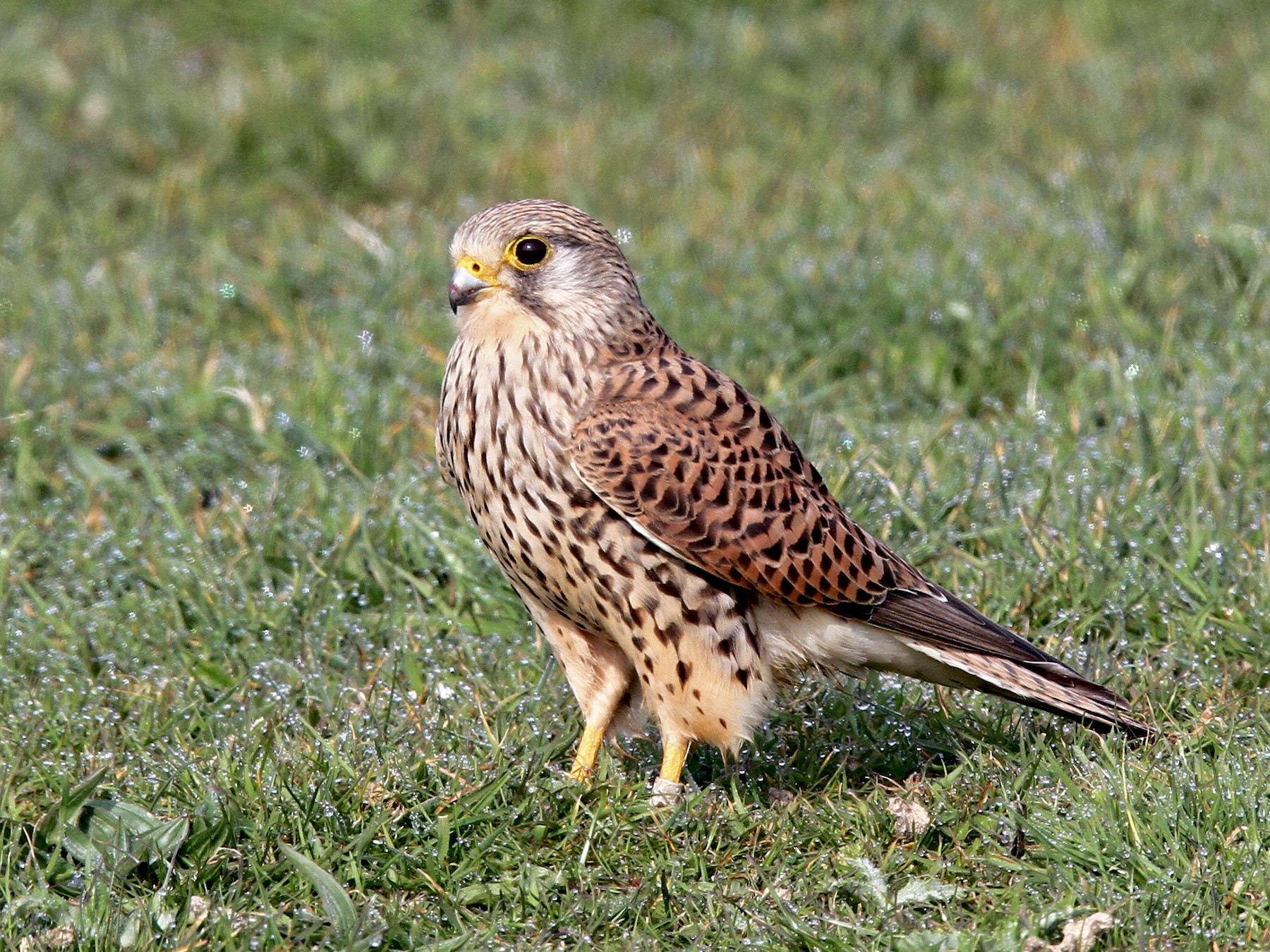 Eurasian Kestrel - Volker Hesse