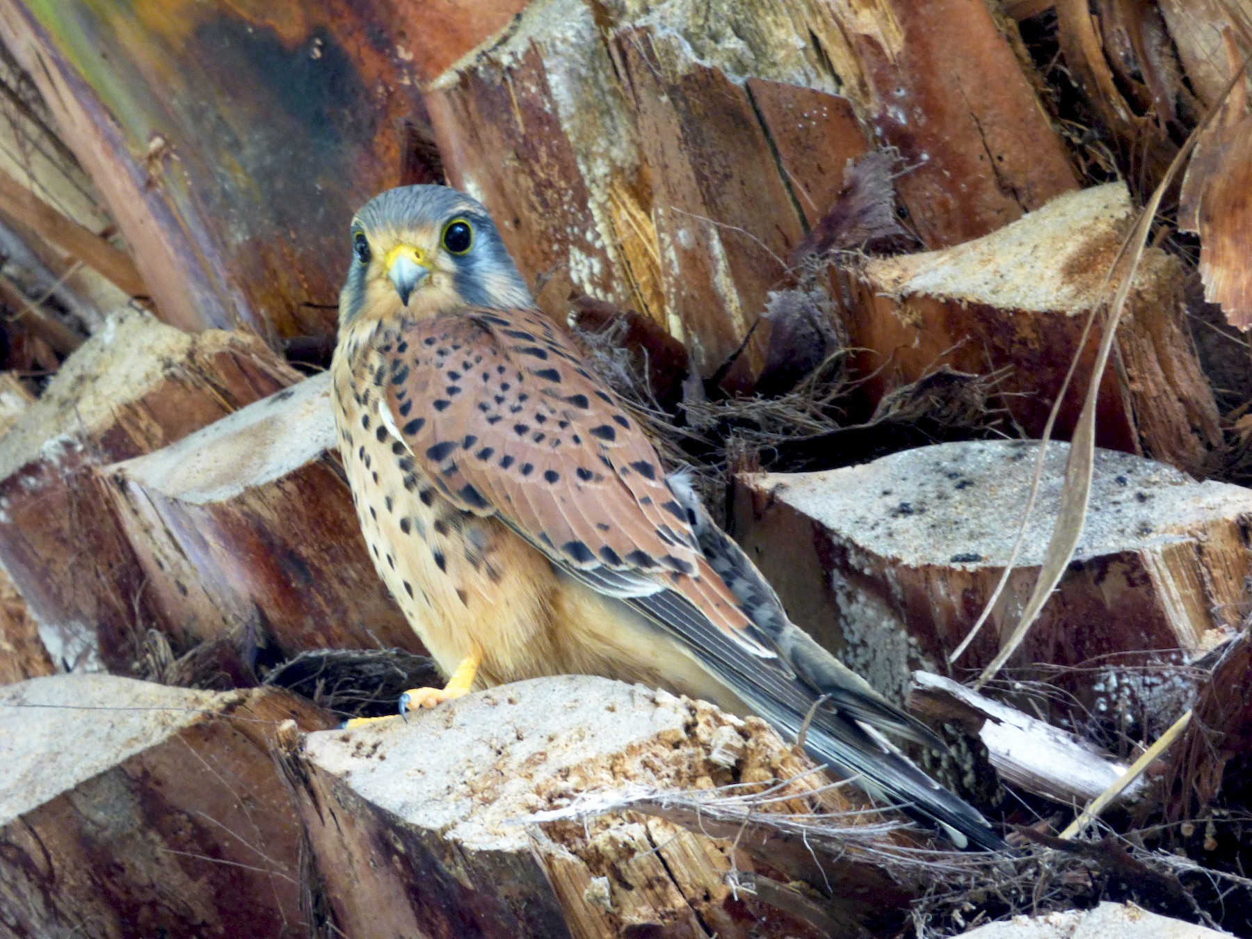 Eurasian Kestrel - Xabier Remirez