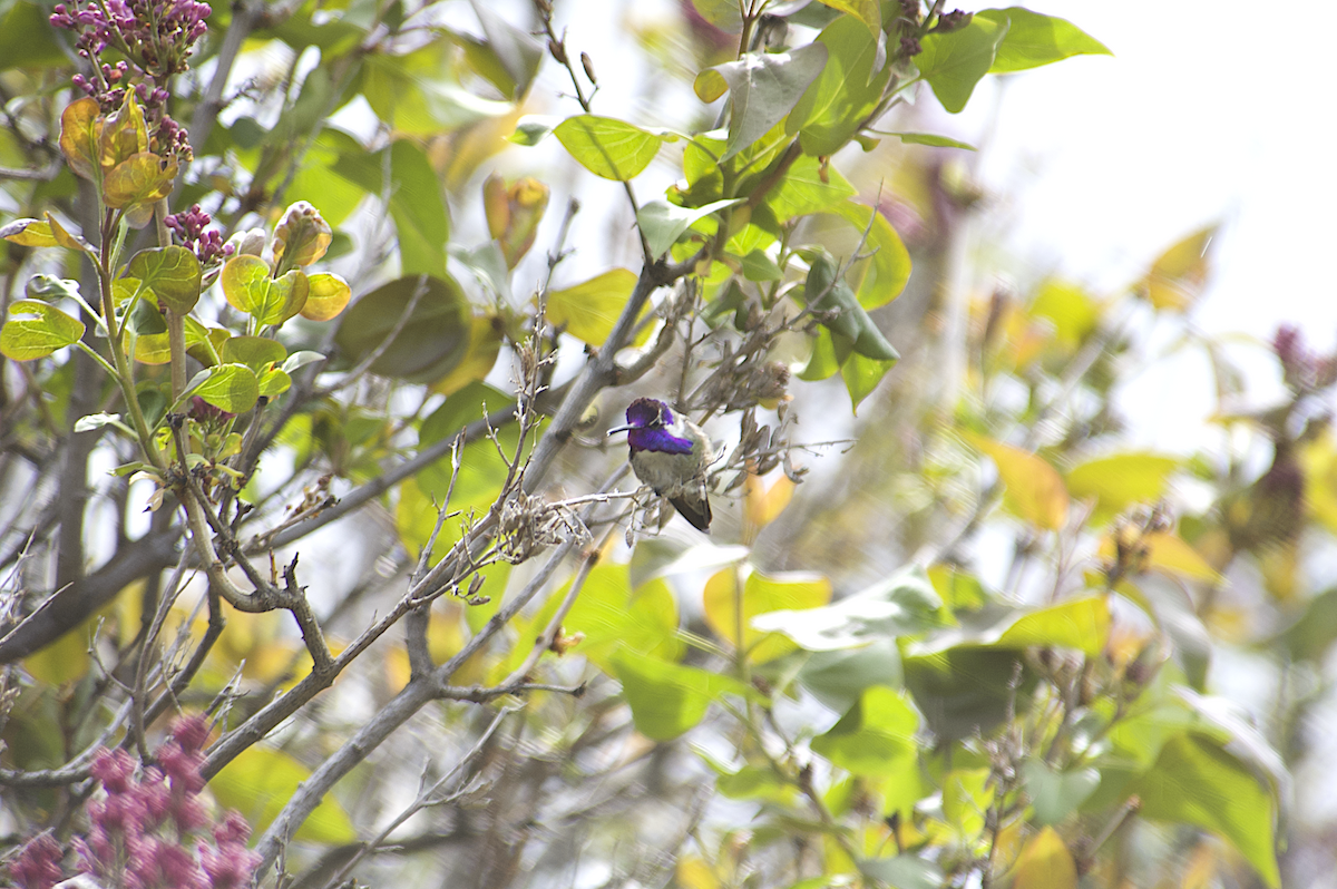 Costa's Hummingbird - ML445911721