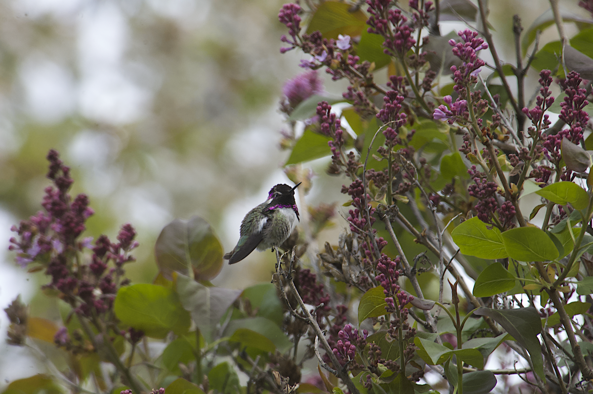Costa's Hummingbird - ML445911811