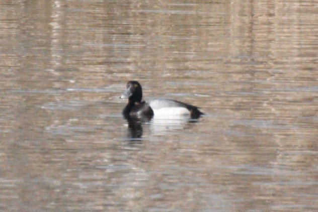 Greater Scaup - ML445918261