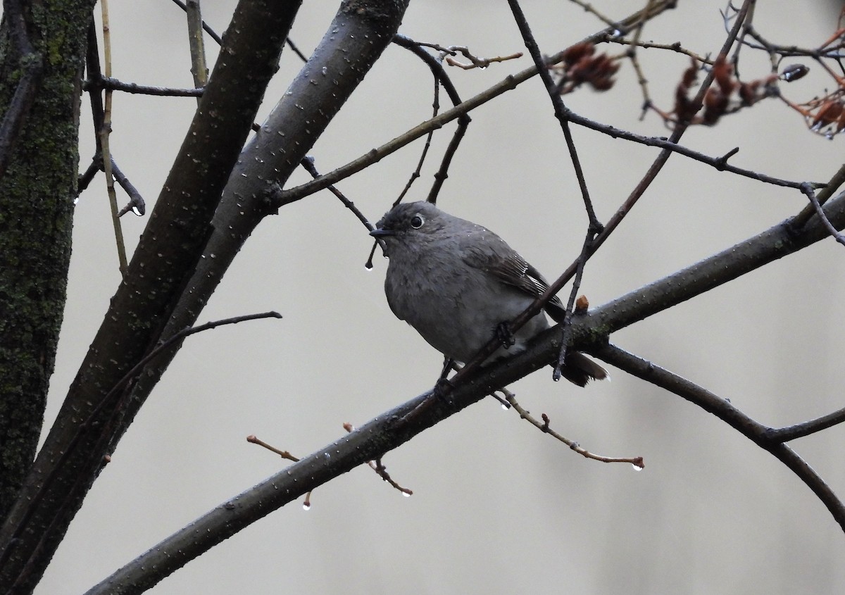 Townsend's Solitaire - ML445918501
