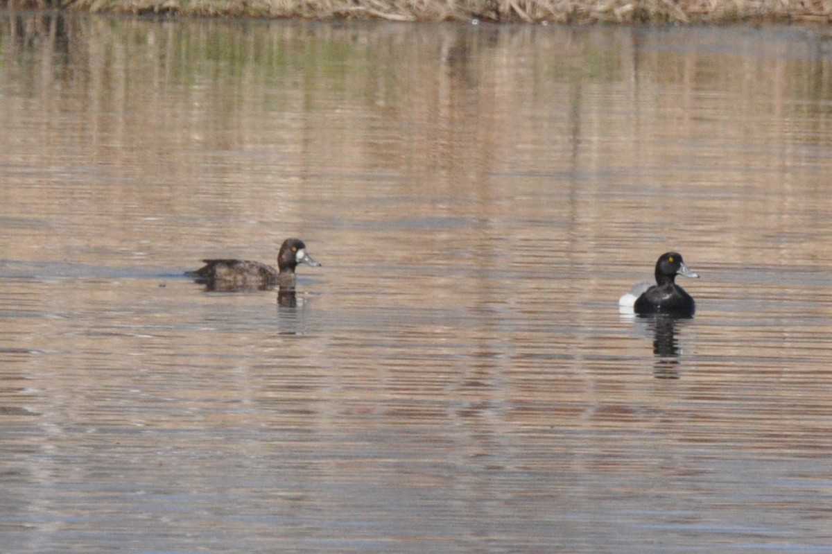 Greater Scaup - ML445919731