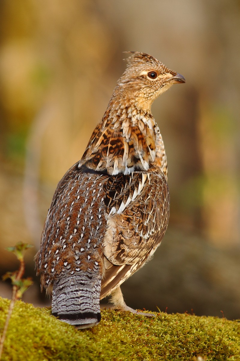 Ruffed Grouse - Brian  Collins