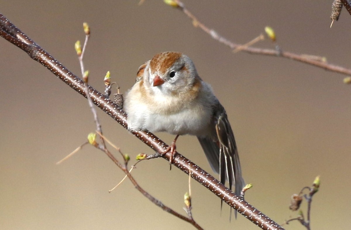 Field Sparrow - Hap Ellis