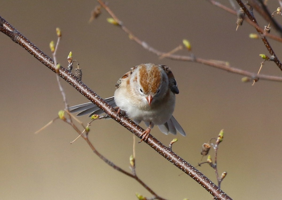 Field Sparrow - ML445922161