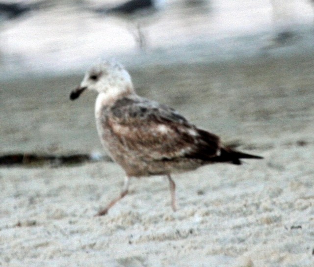 Lesser Black-backed Gull - ML44592241