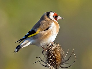 - European Goldfinch