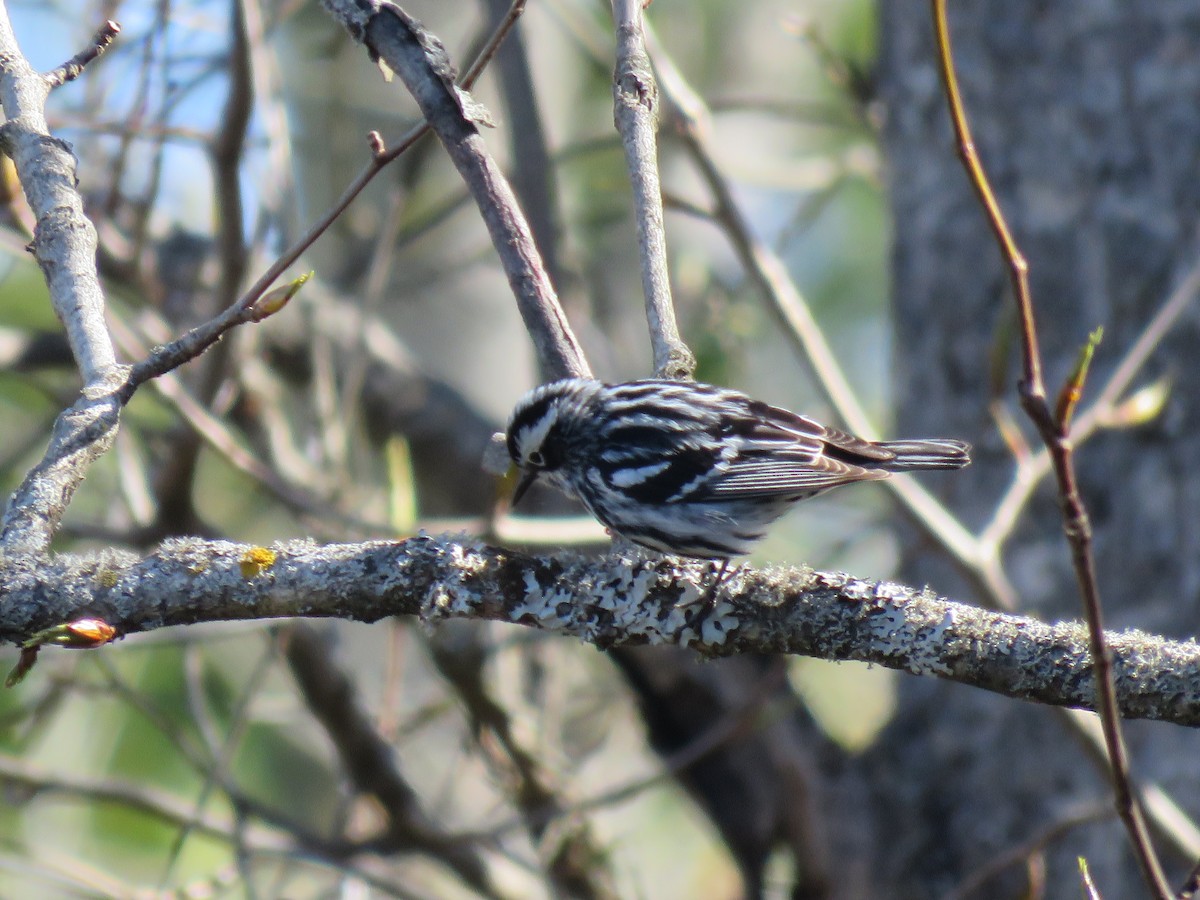 Black-and-white Warbler - ML445930581