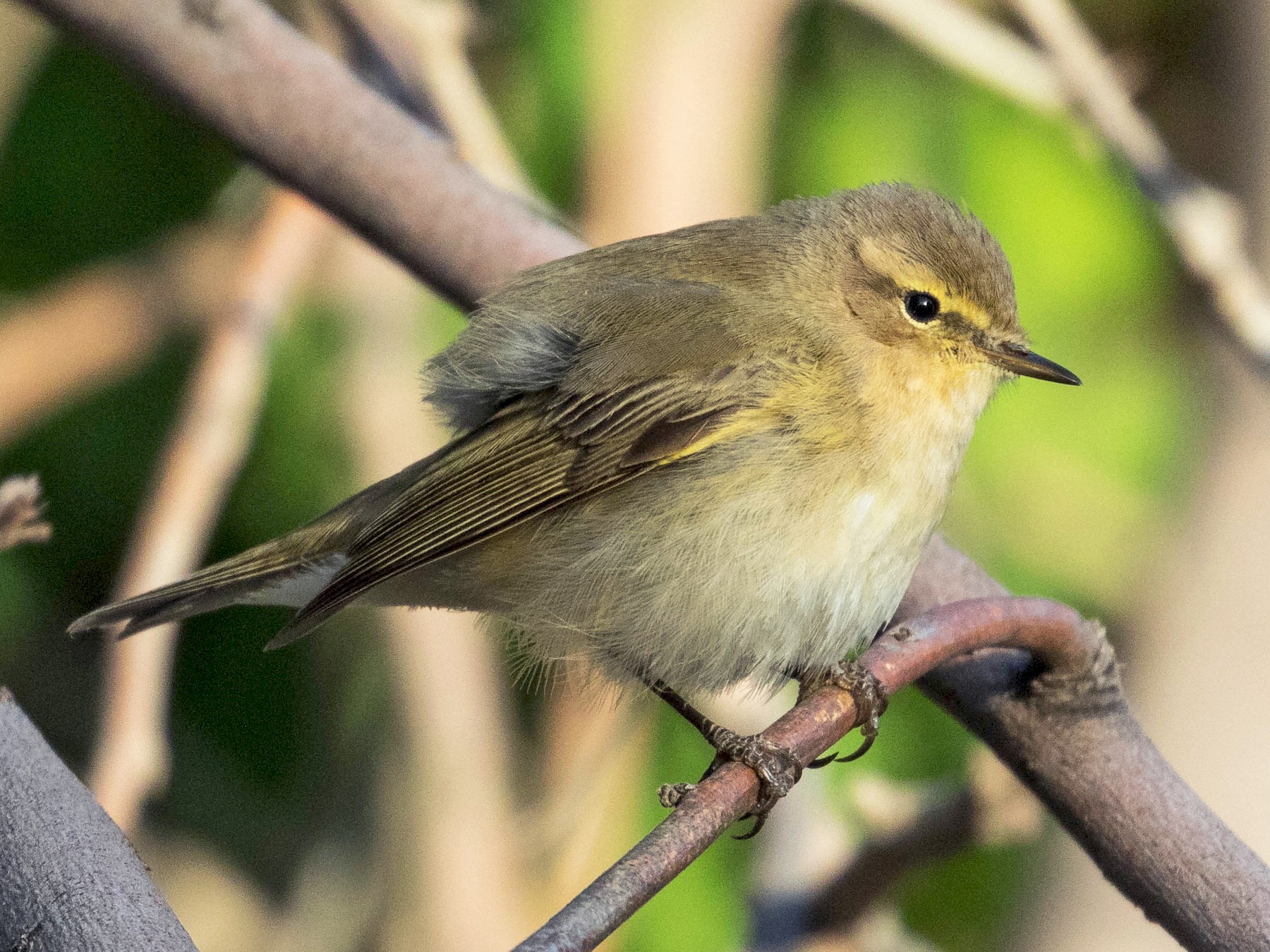 Common Chiffchaff - eBird