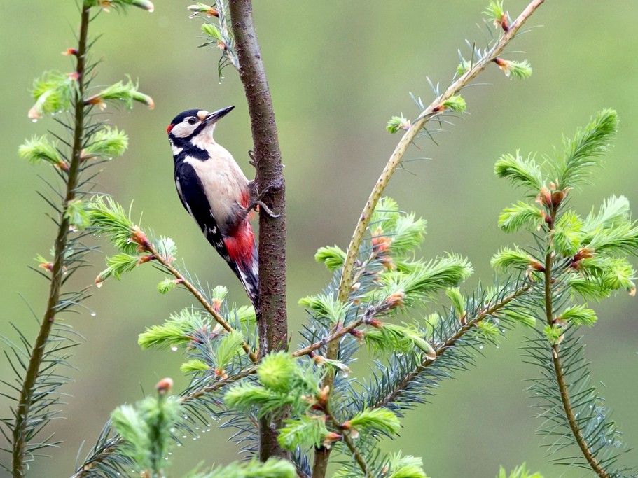 Great Spotted Woodpecker - David Irving