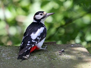 Femelle (Great Spotted) - Paul Lewis - ML44593651