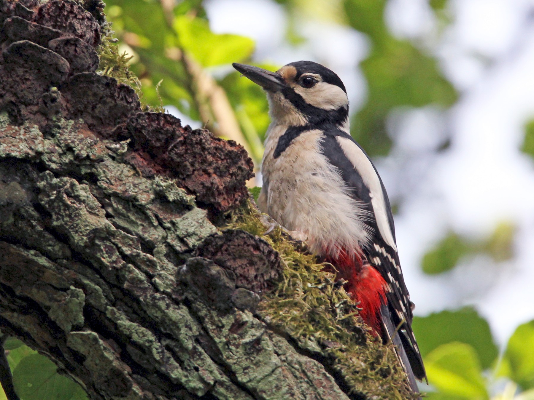 Great Spotted Woodpecker - Robert Gowan