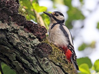 Great Spotted Woodpecker - eBird
