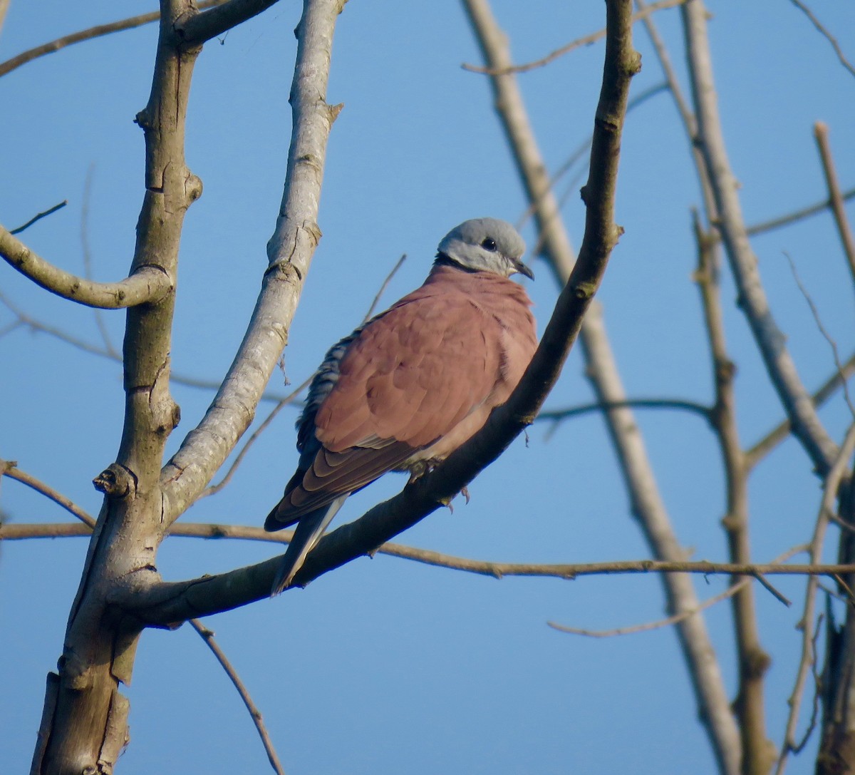 Red Collared-Dove - ML44594321