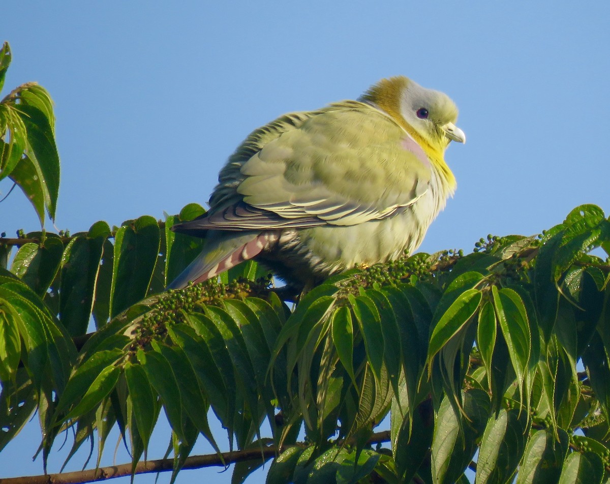 Yellow-footed Green-Pigeon - ML44594341