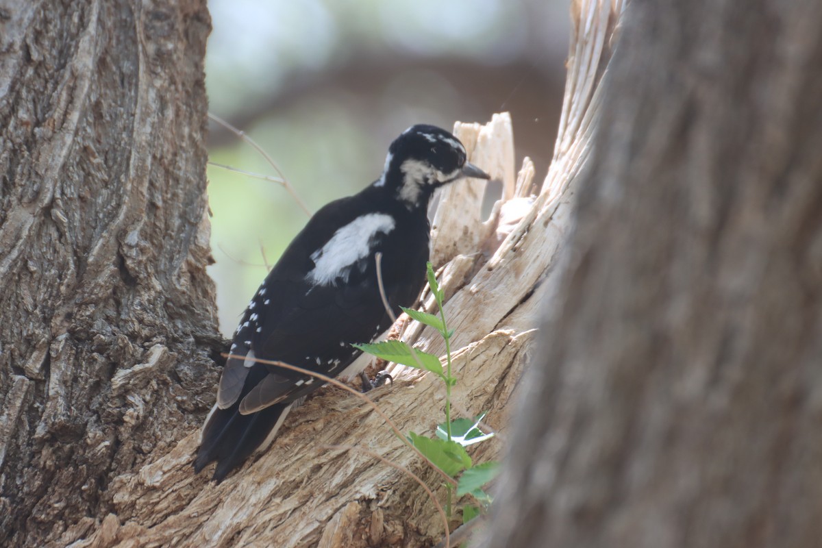 Hairy Woodpecker (Rocky Mts.) - ML445943861