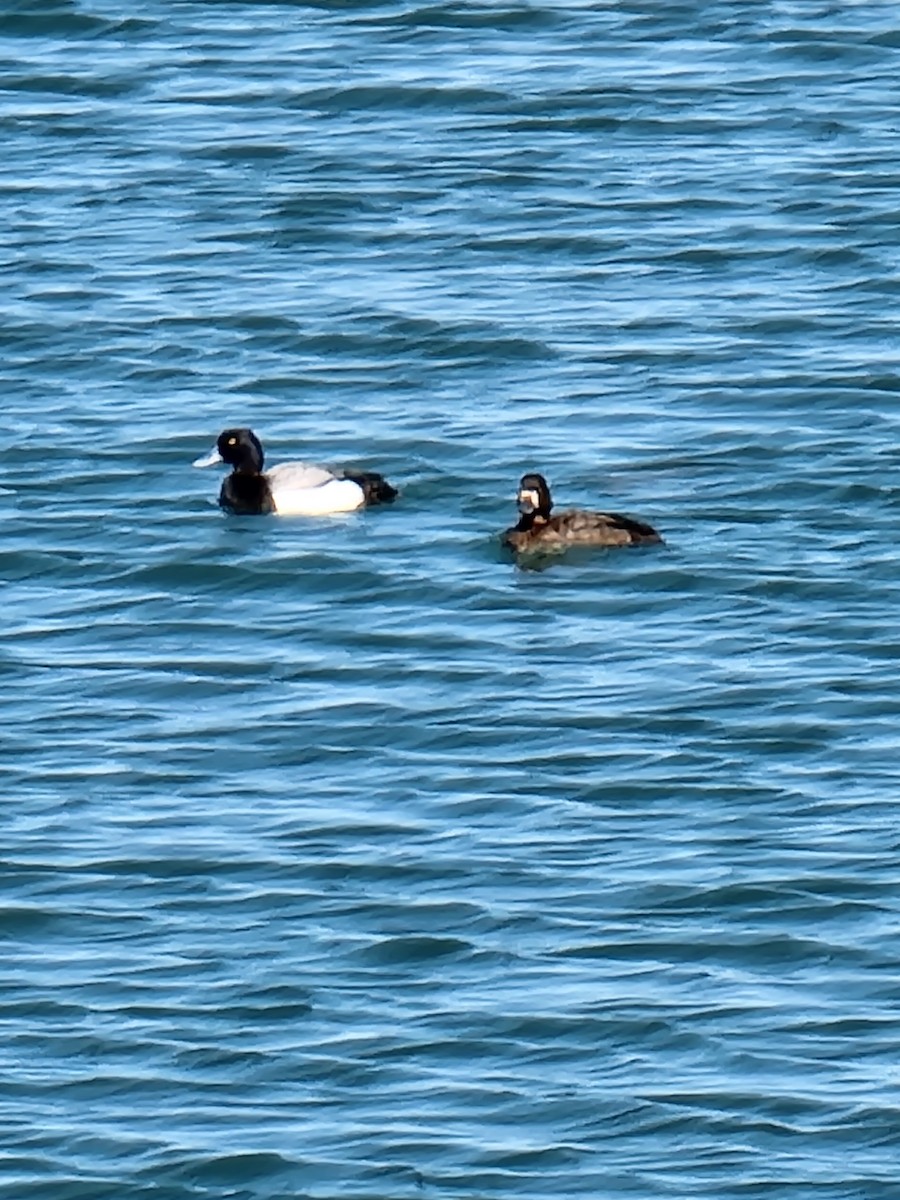 Greater Scaup - ML445946501