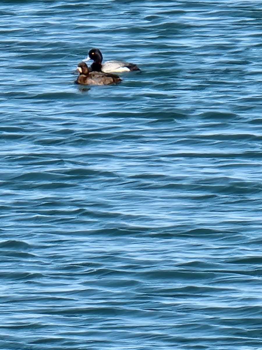 Greater Scaup - ML445946601