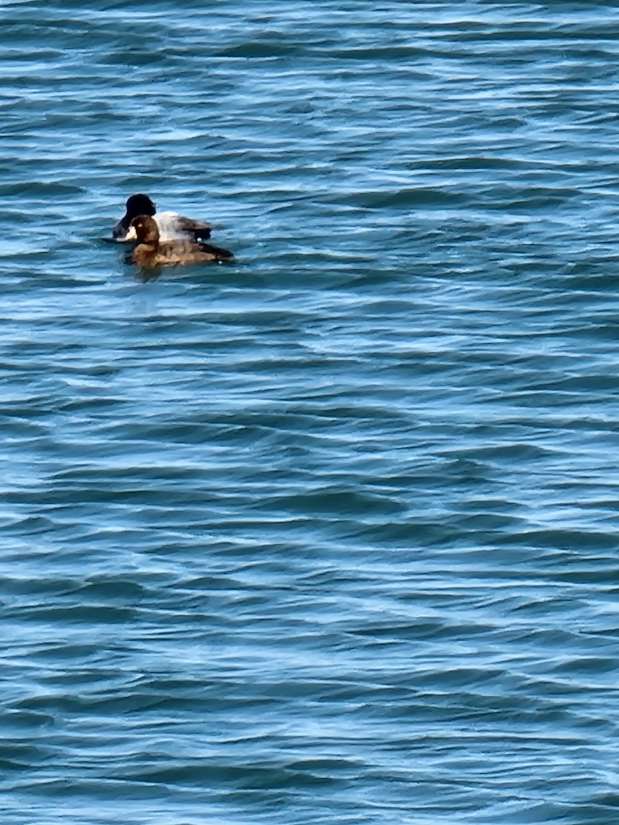 Greater Scaup - ML445946841
