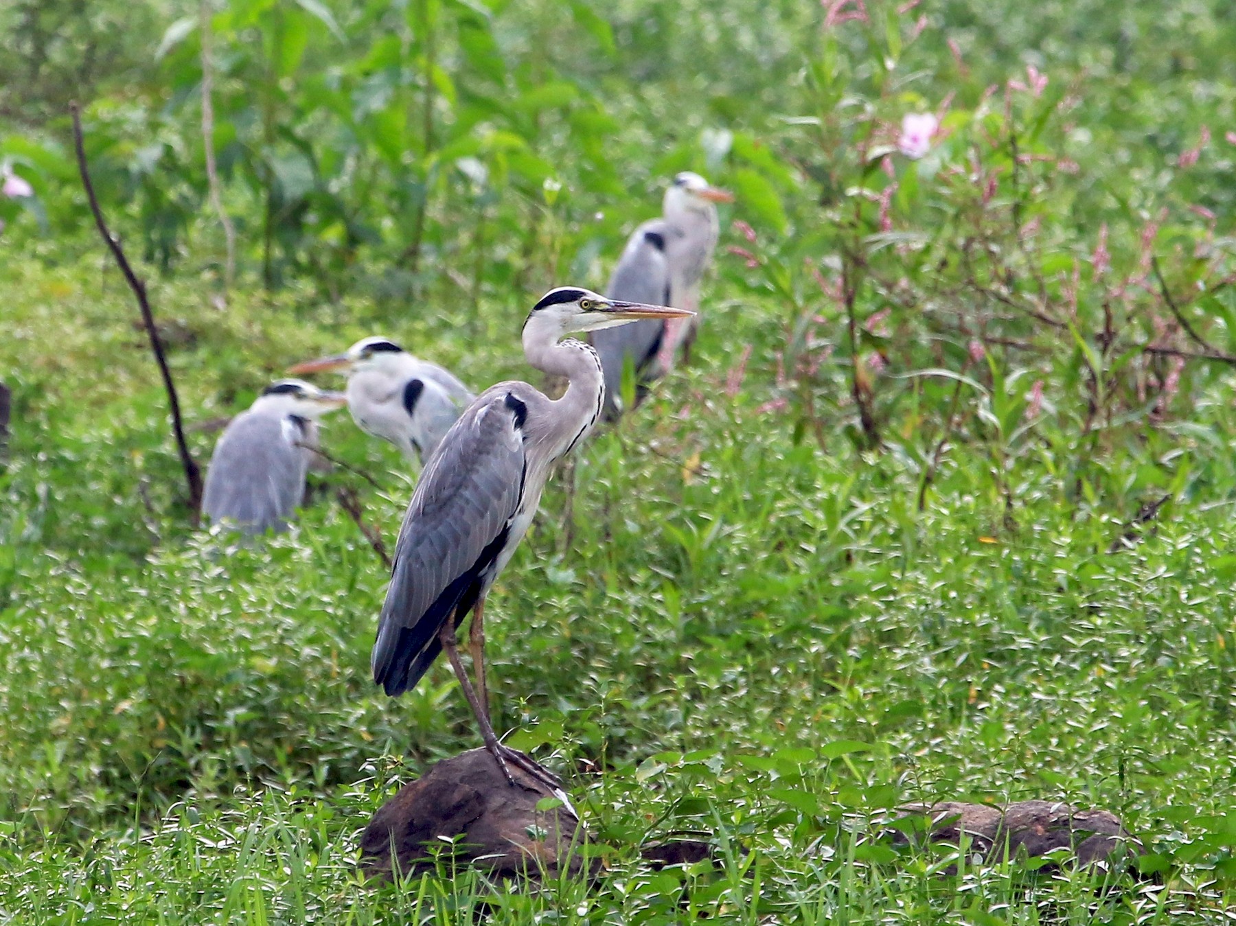 indian grey heron