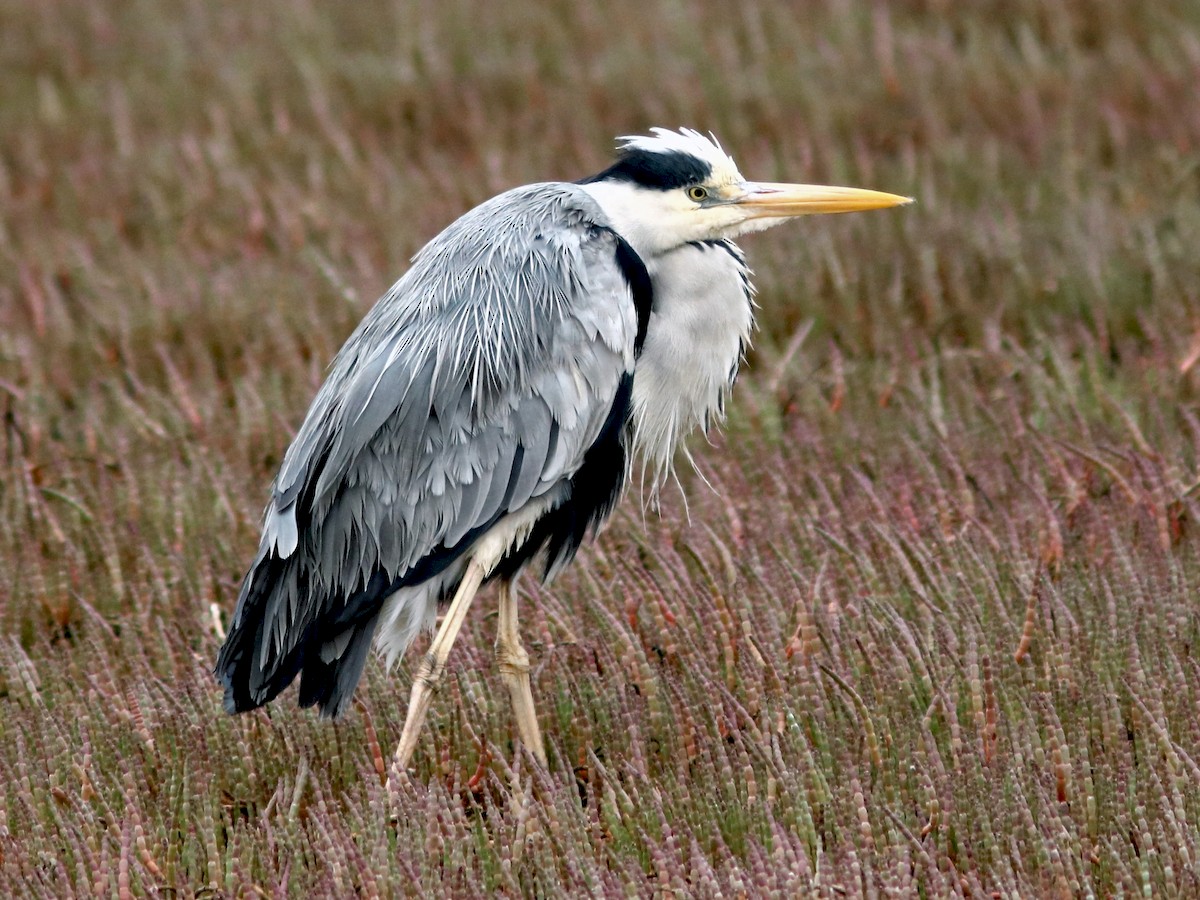 Gray Heron - eBird