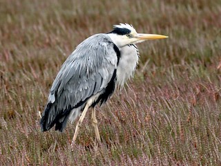 Identification Keys and Tips - White Egrets and Herons