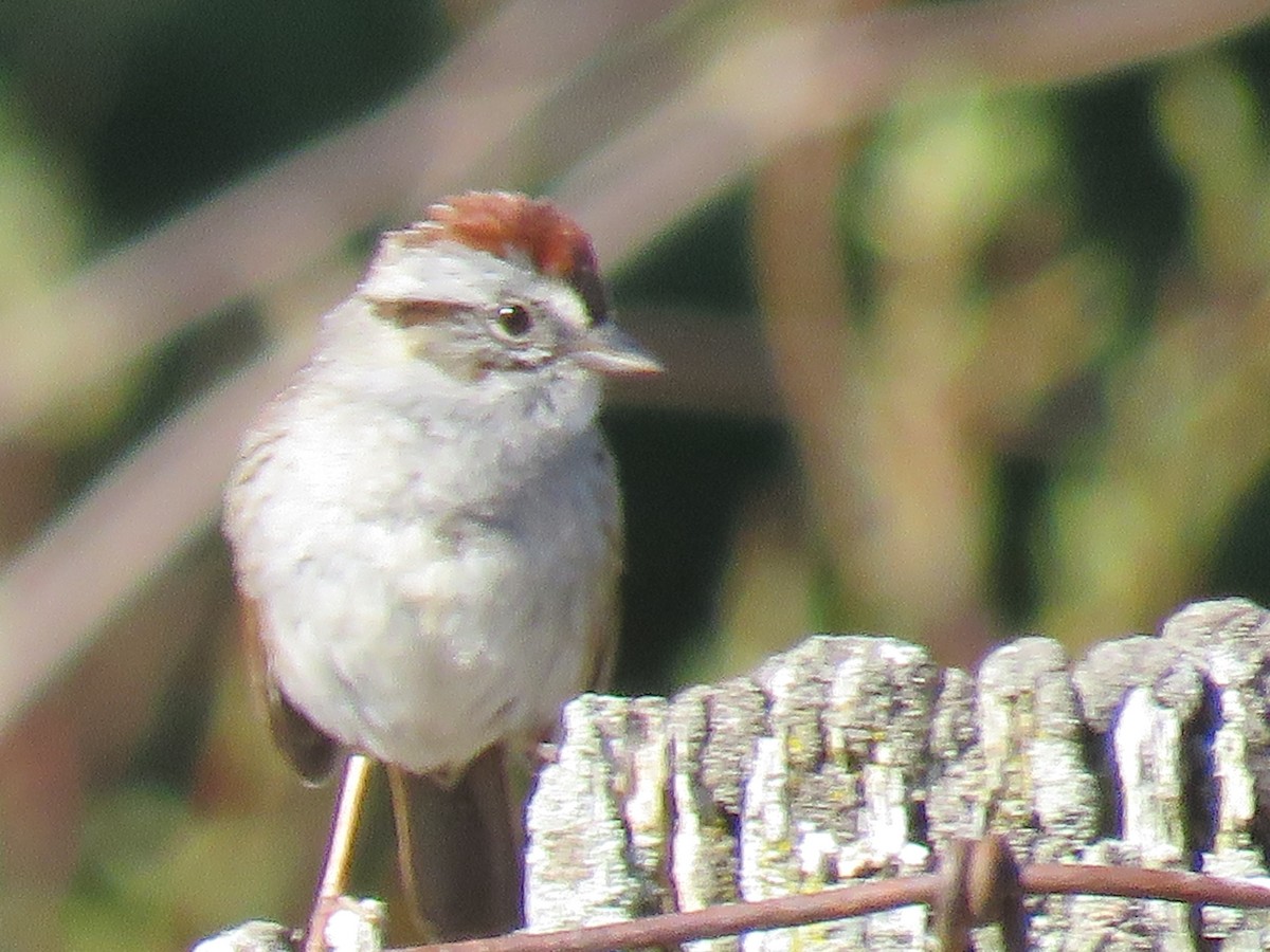 Chipping Sparrow - ML445951911