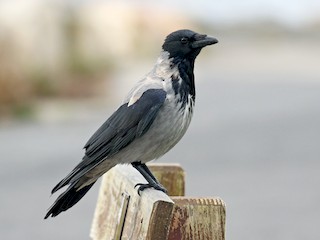 Hooded Crow Corvus Cornix Birds Of The World