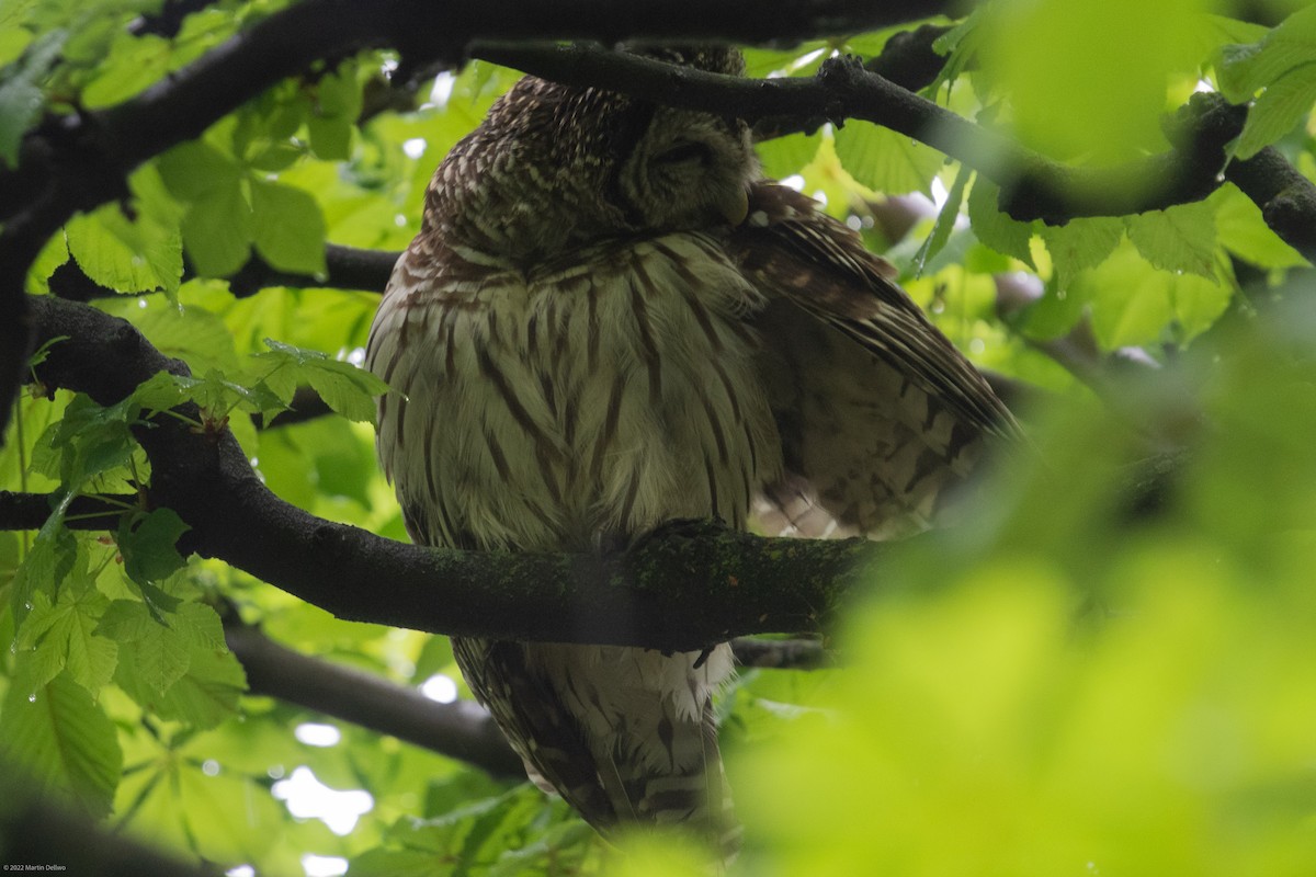 Barred Owl - ML445953211