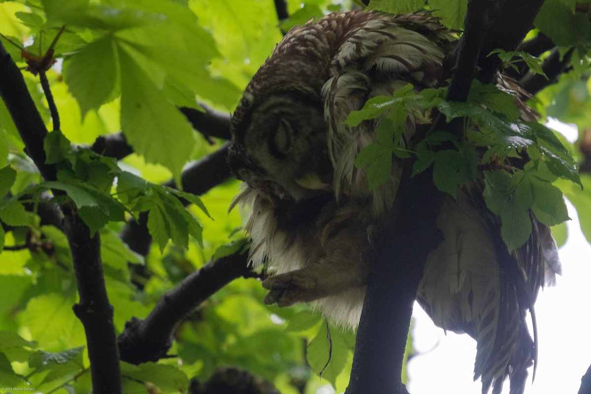 Barred Owl - ML445953241