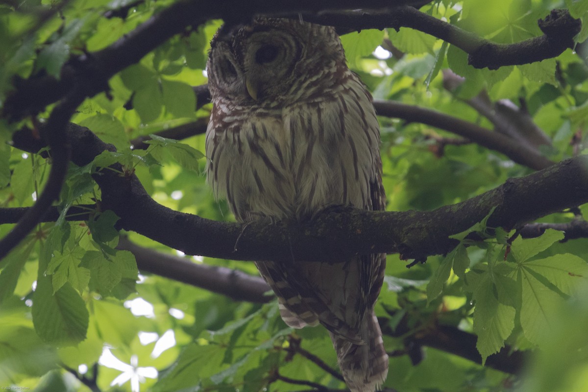 Barred Owl - ML445953371
