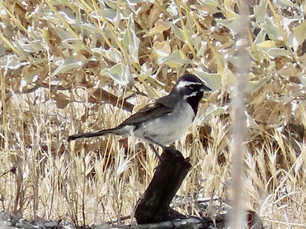 Black-throated Sparrow - ML445960181
