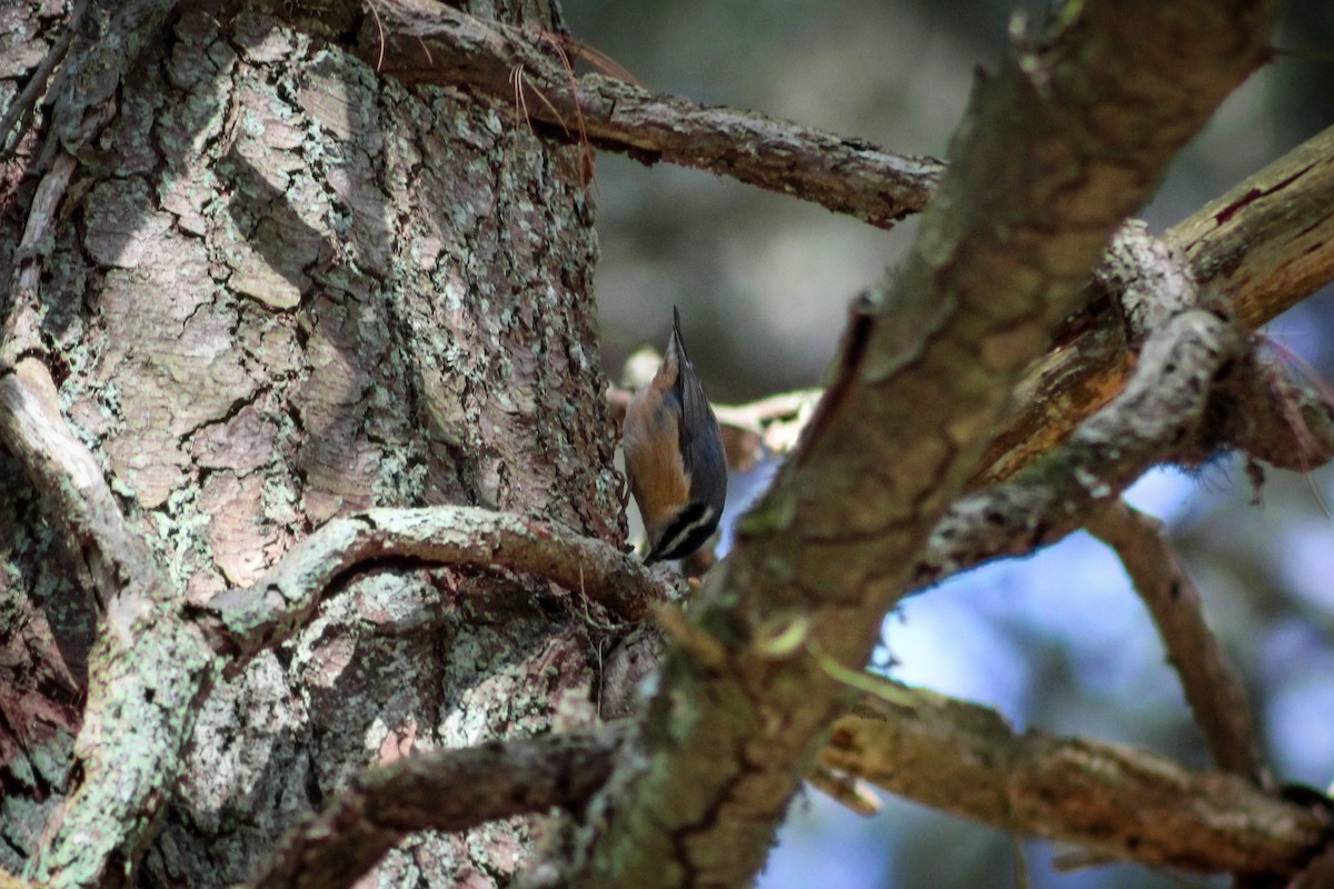 Red-breasted Nuthatch - ML445960671