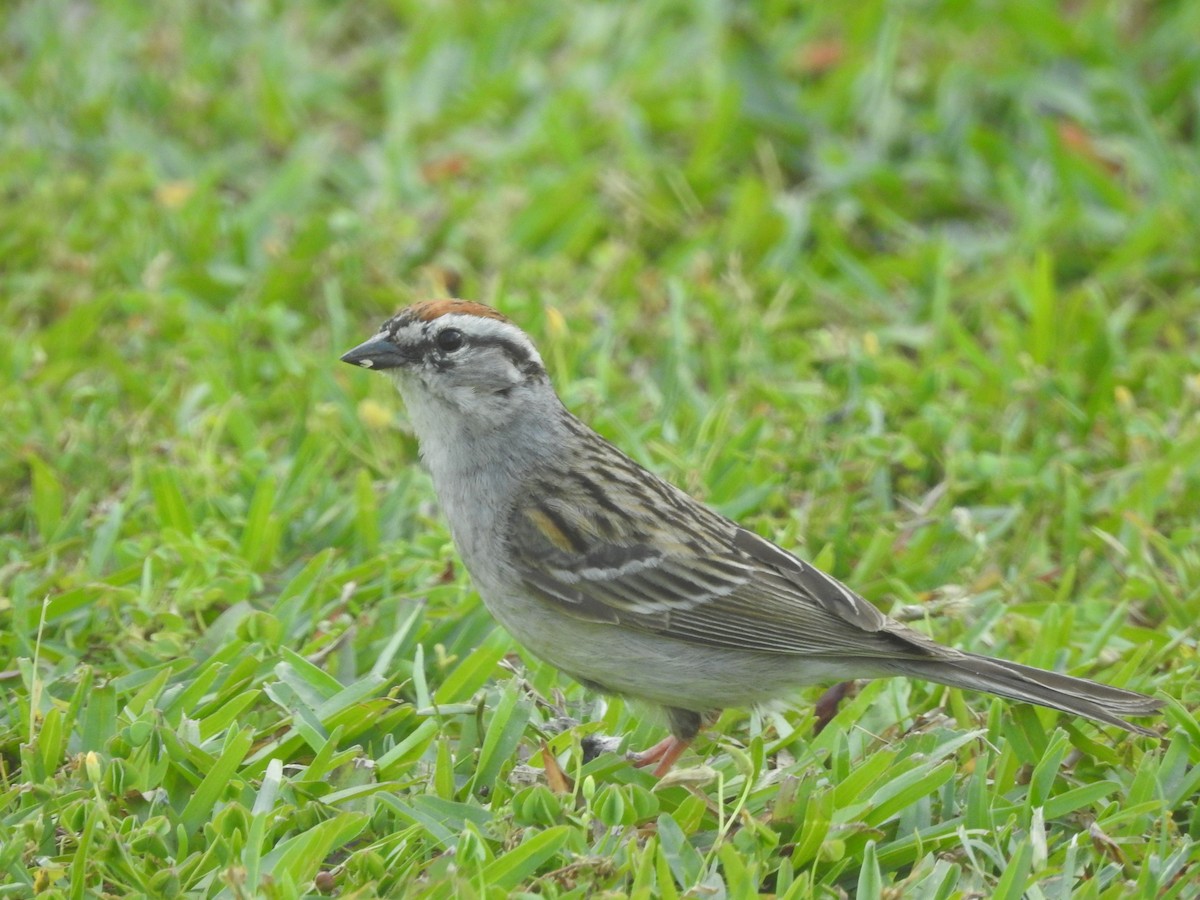 Chipping Sparrow - ML445961251