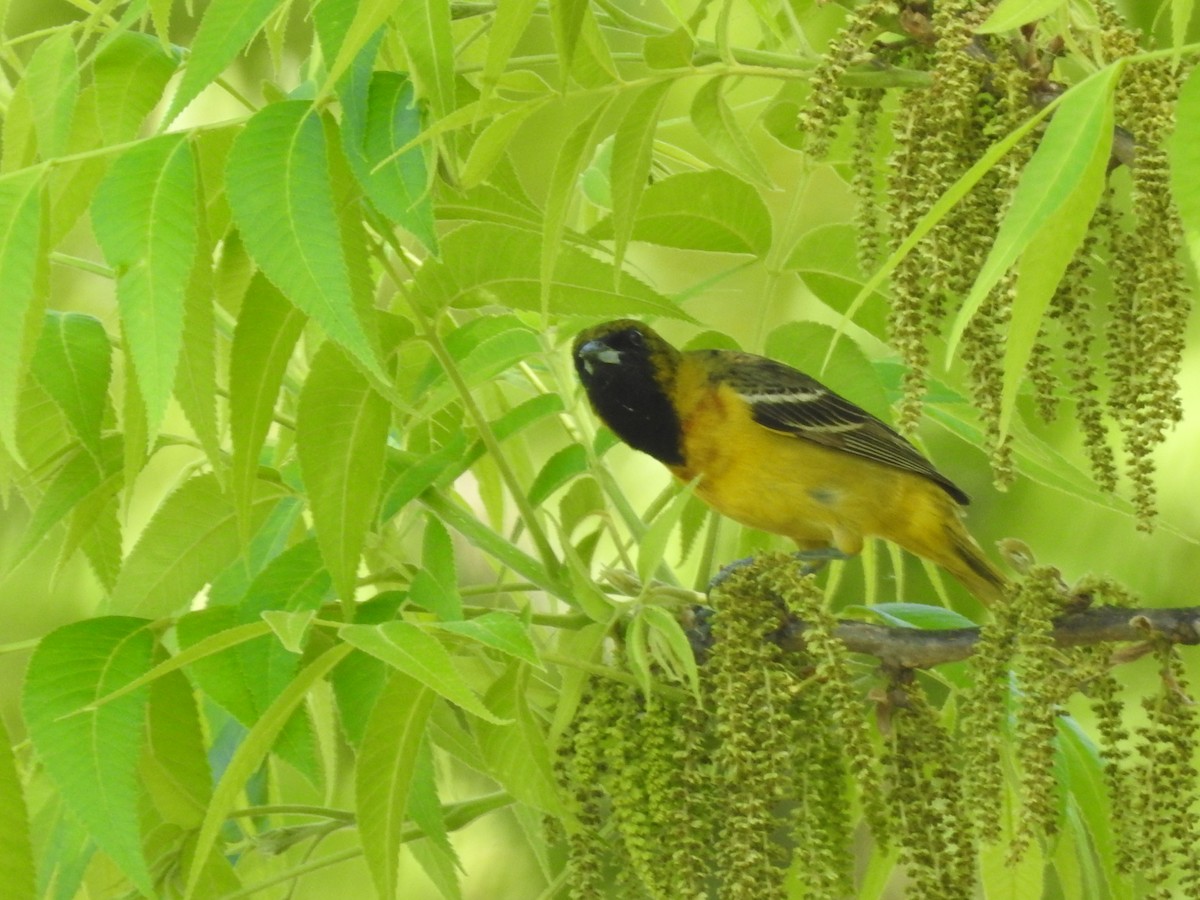 Orchard Oriole - Wendy Meehan