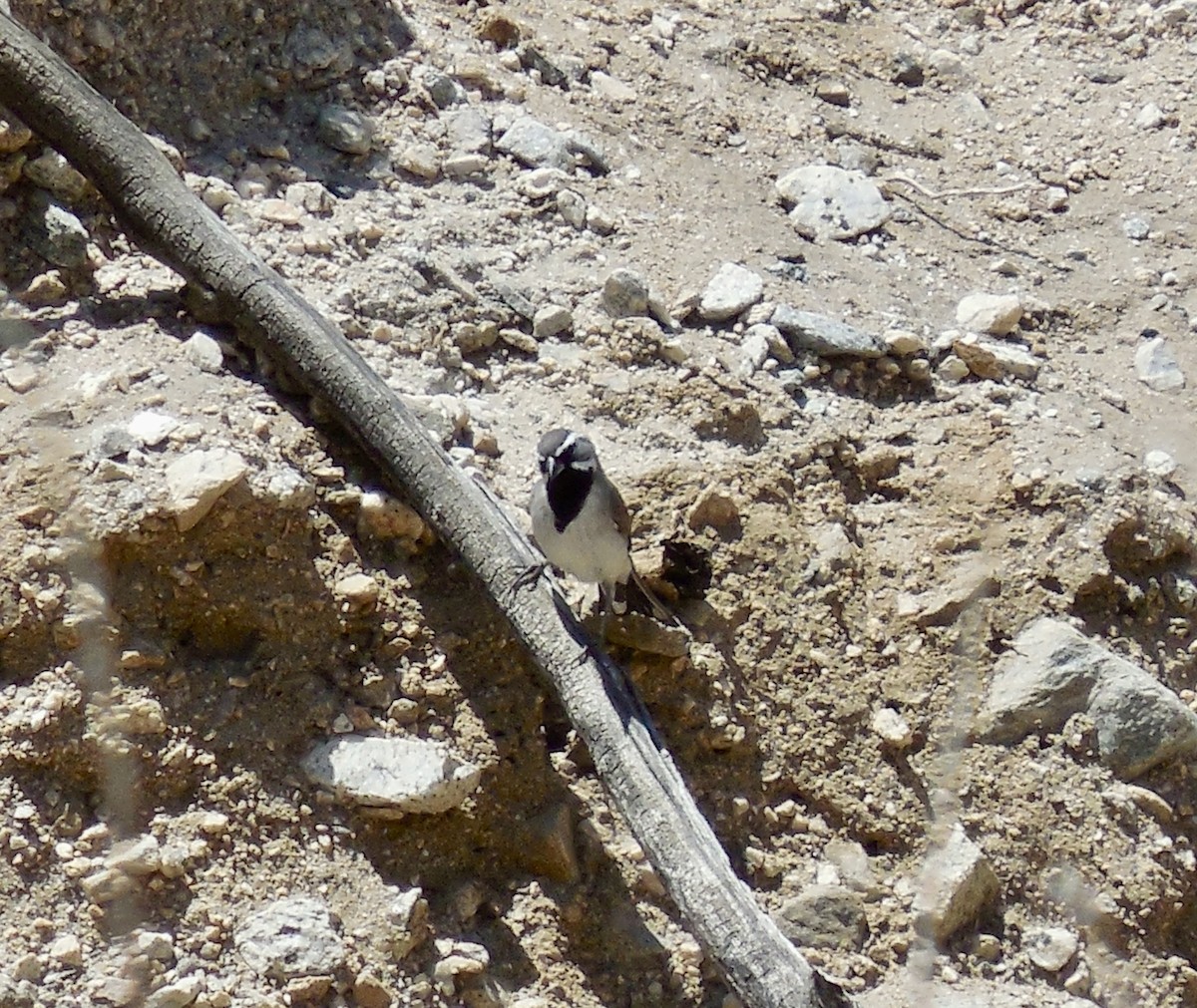 Black-throated Sparrow - ML445962371