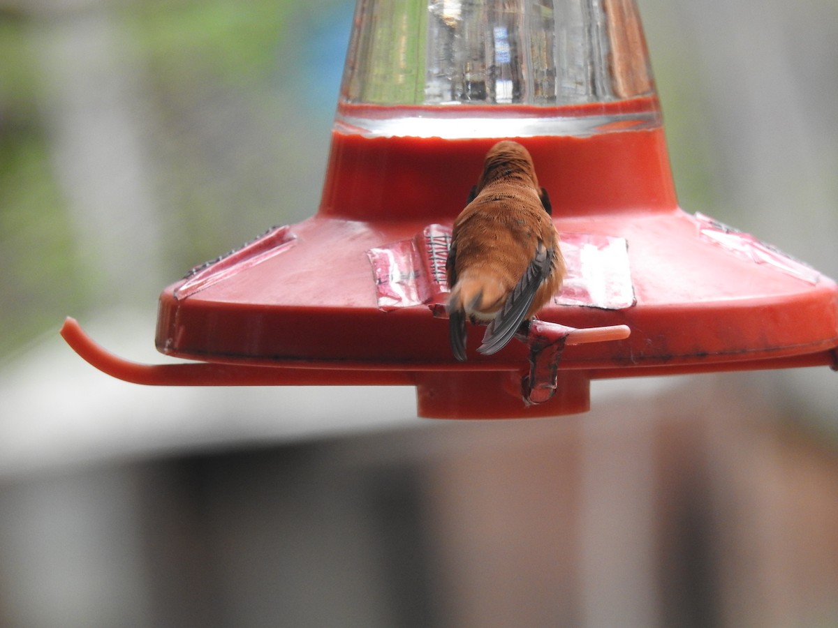 Rufous Hummingbird - ML445962771