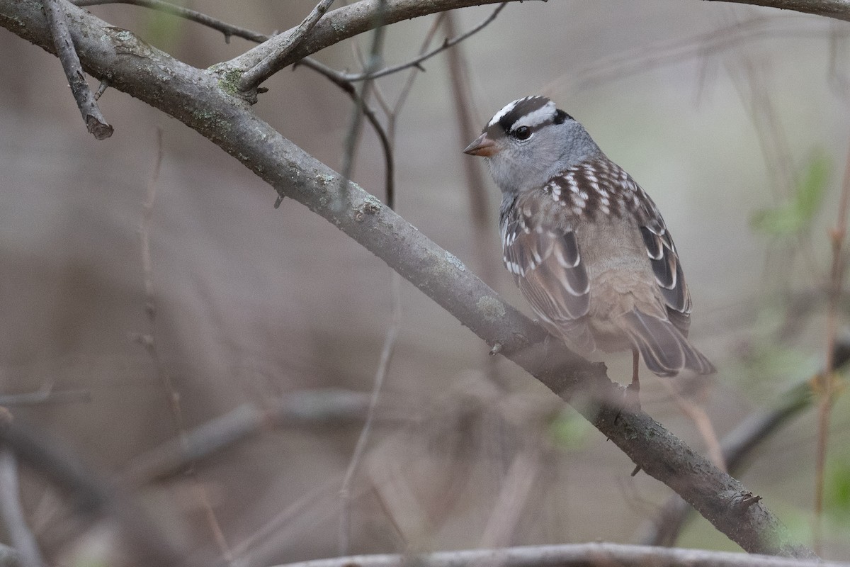 White-crowned Sparrow - ML445969801