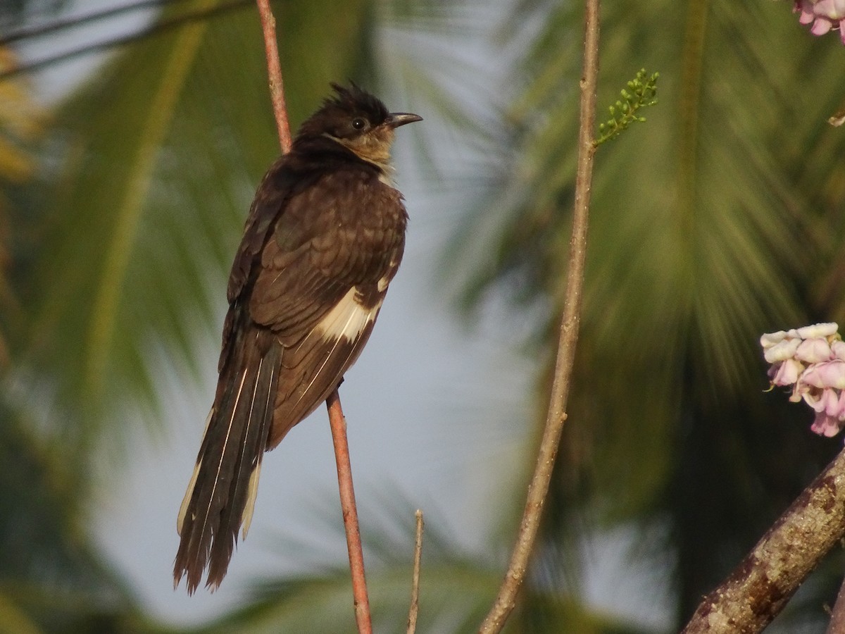 Pied Cuckoo - Ramit Singal