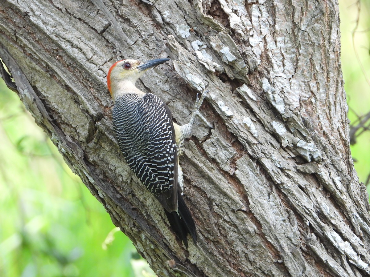 Golden-fronted Woodpecker - ML445973251