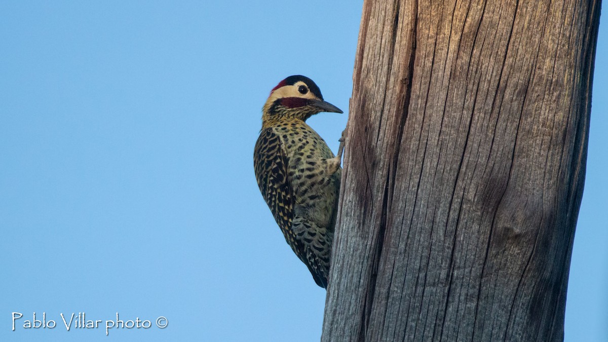 Green-barred Woodpecker - ML445974381