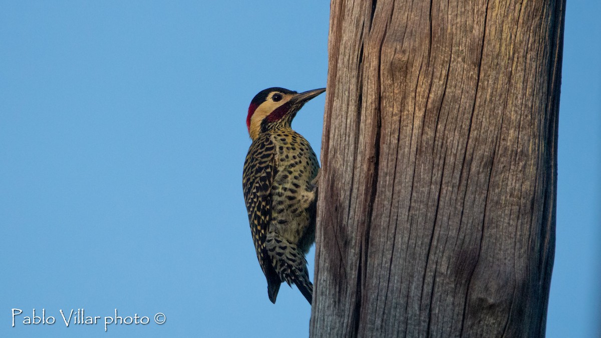 Green-barred Woodpecker - ML445974401
