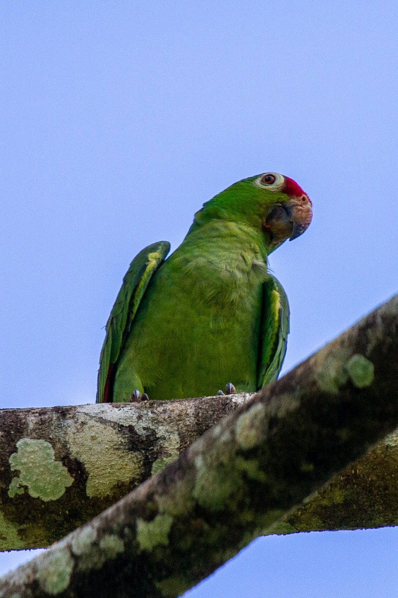 Red-lored Parrot - ML445975121