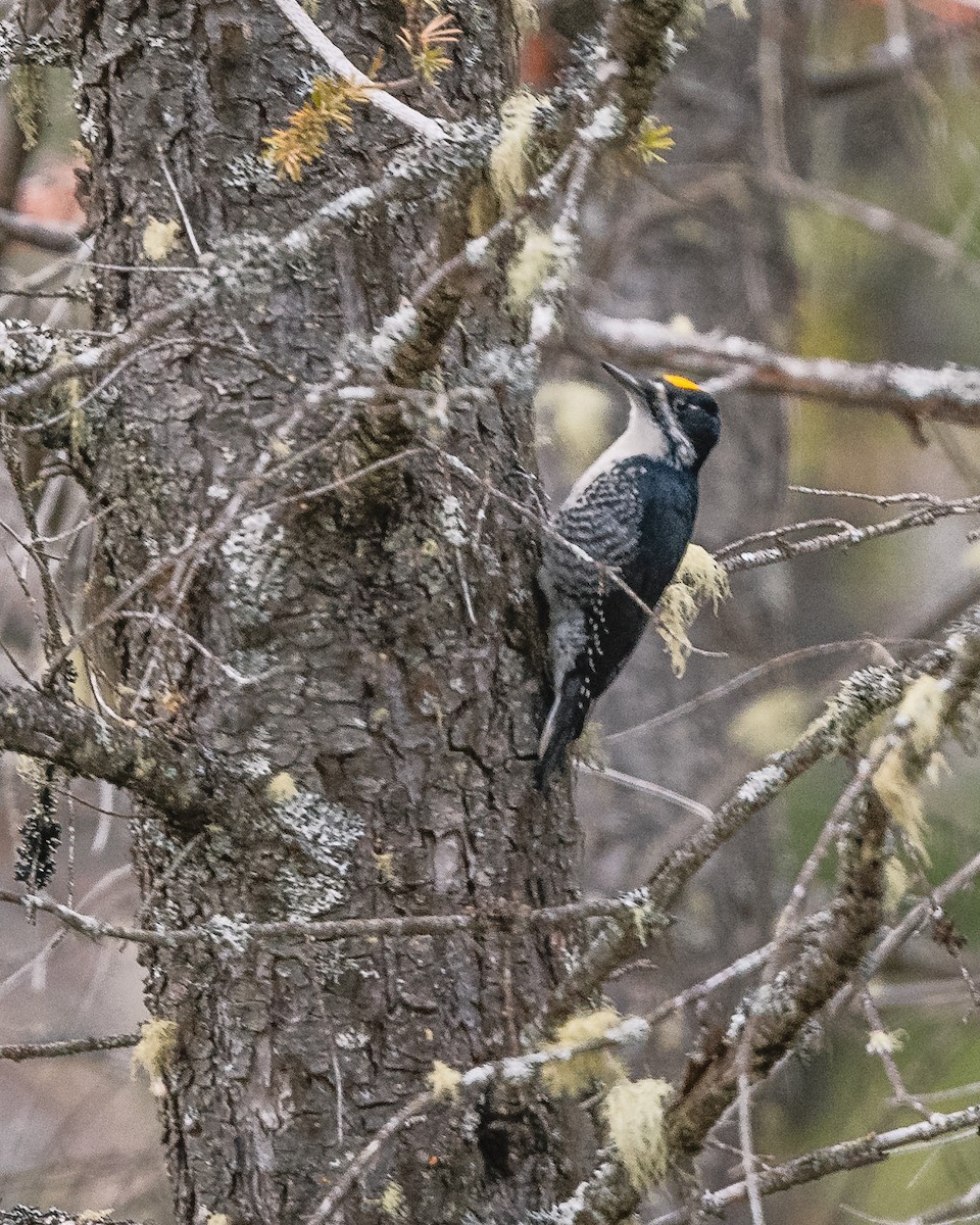 Black-backed Woodpecker - ML445976711